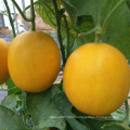 Suntoday oblong yellow rind white flesh xinjiang  japanese  vegetable hybrid melon seeds